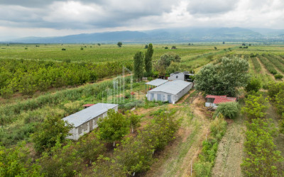 For Sale Land Kakheti