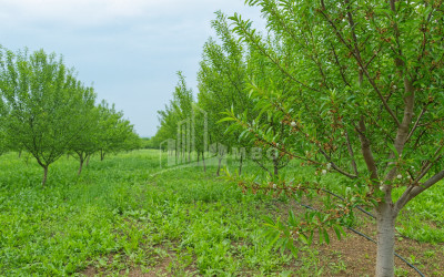 For Sale Land Bolnisi Kvemo Kartli