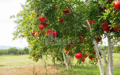 For Sale Land Village Shaumiani Marneuli Kvemo Kartli