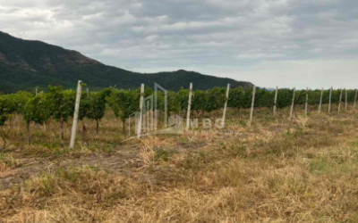 For Sale Land Napareuli Telavi Kakheti