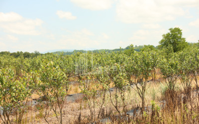 For Sale Orchards Land In Senaki
