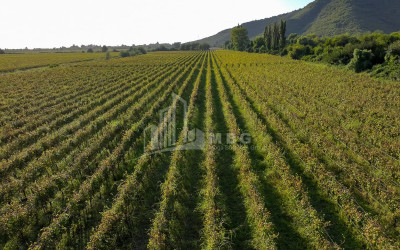 იყიდება მიწის ნაკვეთი ყვარელი კახეთი