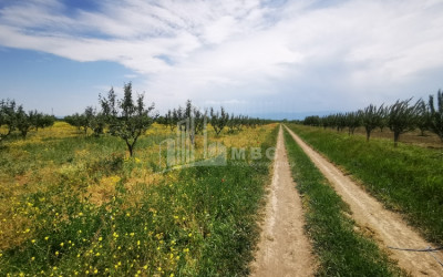 For Sale Land, Gori Municipality, Municipalities of Shida Kartli