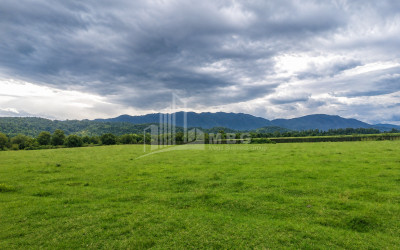 For Sale Orchards Land In Abasha