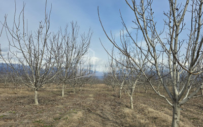 For Sale Orchards Land In Tsinandali, Telavi
