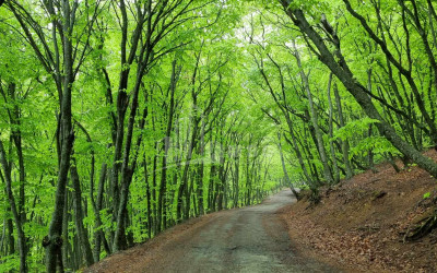 Продается Дом - Вилла В Коджори, Мтацминда Район