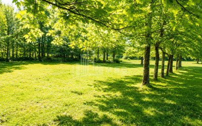 For Sale Orchards Land In Abasha
