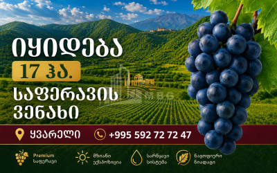 For Sale Vineyard - Chateau Land In Kvareli