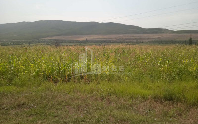 For Sale Orchards Land, in Okami