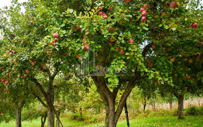 Продается Фруктовые сад Земля, в Квархети