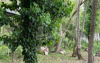 იყიდება ბიზნესი კომერციული ფართი თელავი კახეთი