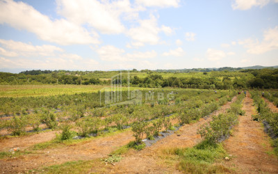 For Sale Orchards Land In Senaki