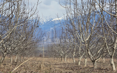 For Sale Orchards Land In Tsinandali, Telavi