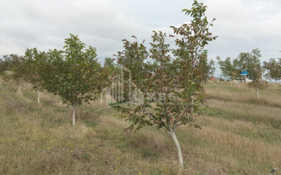 იყიდება მიწის ნაკვეთი ხაშური შიდა ქართლი