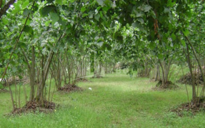 Продается Фруктовые сад Земля, в Сенакски
