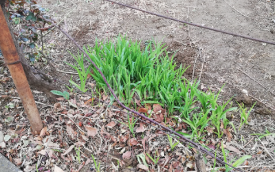 For Sale House - Villa, in Village Dighomi