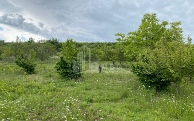 For Sale Country Land In Lamiskana, Kaspi