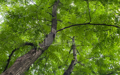 იყიდება ბიზნესი კომერციული ფართი თელავი კახეთი