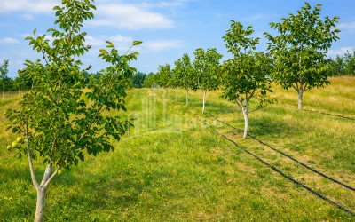 Продается Фруктовые сад Земля В Хашури
