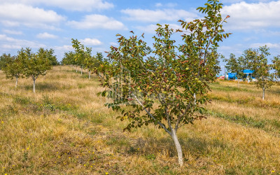 Продается Фруктовые сад Земля В Хашури