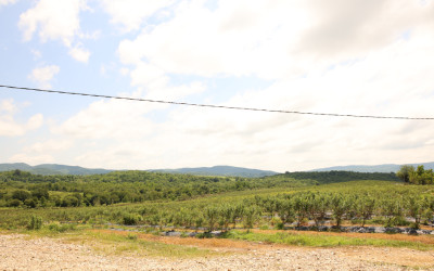For Sale Orchards Land In Senaki