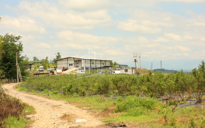 For Sale Orchards Land In Senaki
