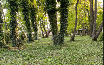 იყიდება ბიზნესი კომერციული ფართი თელავი კახეთი