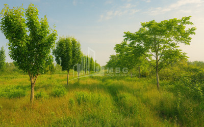 For Sale Land Kvemo Shukhuti Lanchkhuti Municipalities of Guria