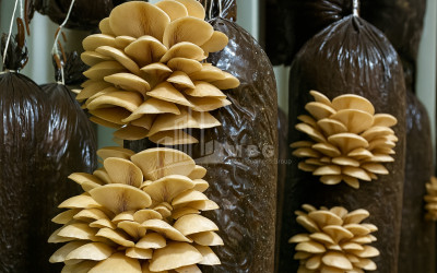 For Sale Commercial Okami Kaspi Shida Kartli