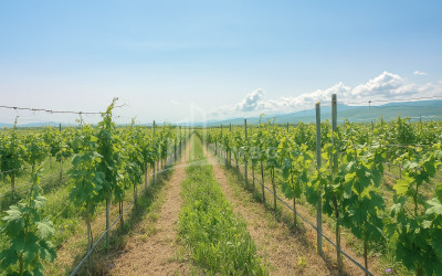 იყიდება კომერციული ფართი დოესი კასპი შიდა ქართლი