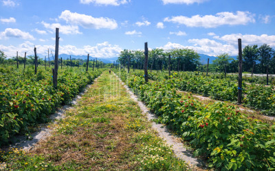 Продается Земля Имерети