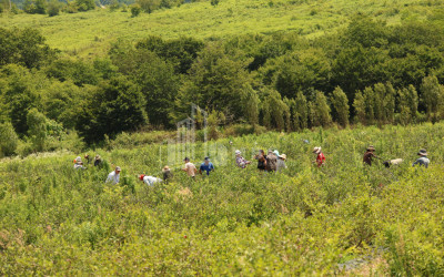 For Sale Orchards Land In Senaki