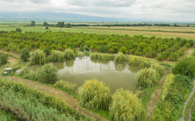 For Sale Land Kakheti