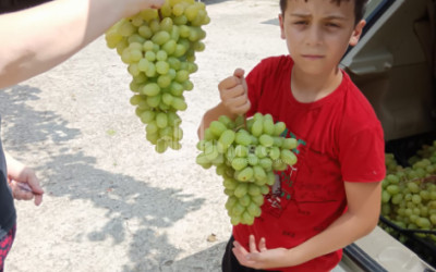 For Sale Land, Nosiri, Senaki, Samegrelo