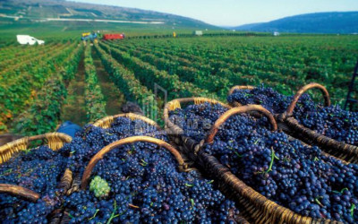 For Sale Land, Kvareli Municipality, Municipalities of Kakheti