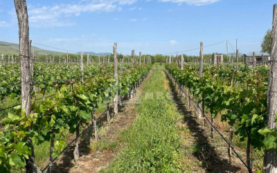 იყიდება კომერციული ფართი დოესი კასპი შიდა ქართლი