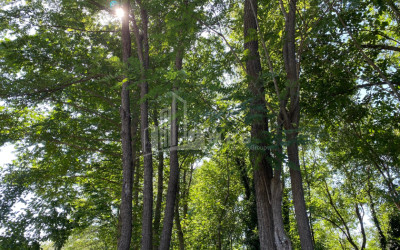 იყიდება ბიზნესი კომერციული ფართი თელავი კახეთი