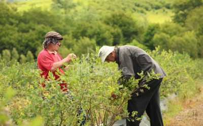 For Sale Orchards Land In Senaki