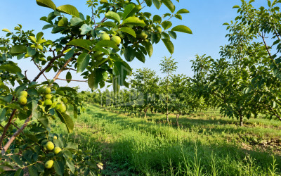 For Sale Walnut orchard Land In Anaga, Signagi
