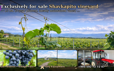 For Sale Vineyard - Chateau Land In Gori