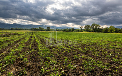 იყიდება სავენახე - საშატოე მიწის ნაკვეთი თელავში