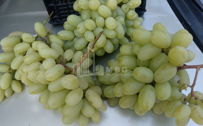 For Sale Land, Nosiri, Senaki, Samegrelo