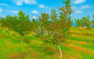 იყიდება მიწის ნაკვეთი ხაშური შიდა ქართლი