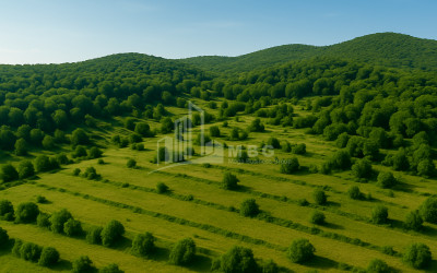 For Sale Land Cheremi Gurjaani Kakheti