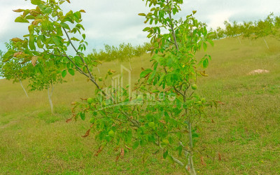 იყიდება მიწის ნაკვეთი ხაშური შიდა ქართლი
