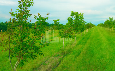 იყიდება მიწის ნაკვეთი ხაშური შიდა ქართლი
