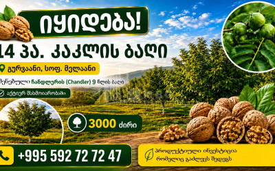 იყიდება კაკლის ბაღი მიწის ნაკვეთი მელაანში, გურჯაანი