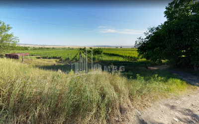 For Sale Land, Badiauri, Sagarejo Municipality, Municipalities of Kakheti