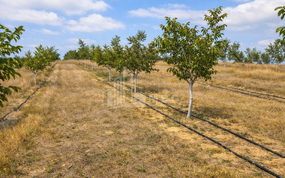 Продается Фруктовые сад Земля В Хашури