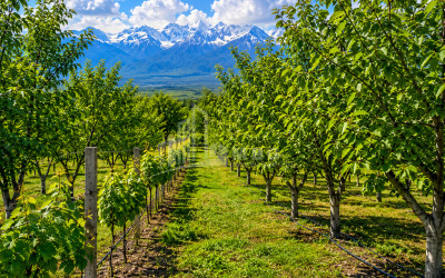 For Sale Orchards Land In Tsinandali, Telavi